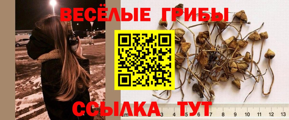 Галлюциногенные грибы GOLDEN TEACHER Красноярск